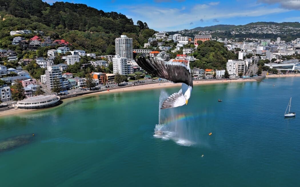 Wellington harbour